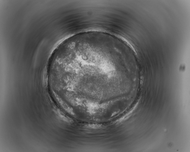 X0000099461117200805301528