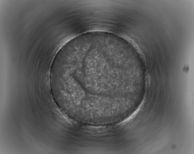 X0000099461121200805301529