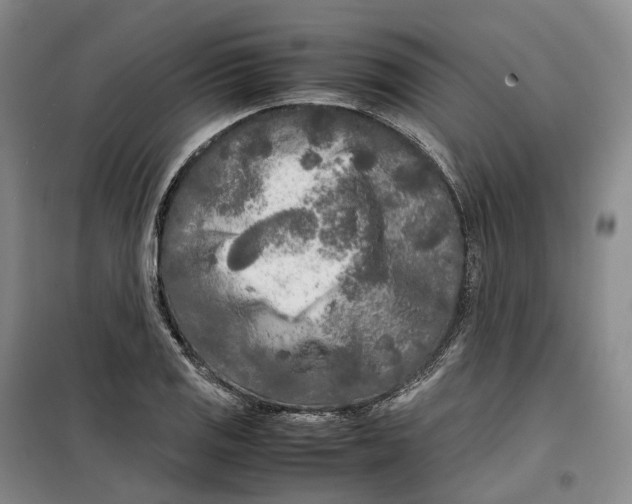 X0000099461125200805301529