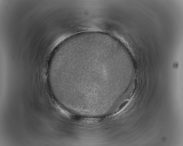 X0000099461163200805301528