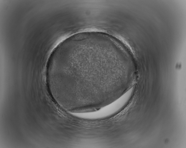 X0000099461173200805301528