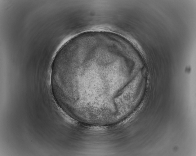 X0000099461224200805301527