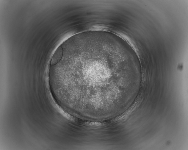 X0000099461235200805301527