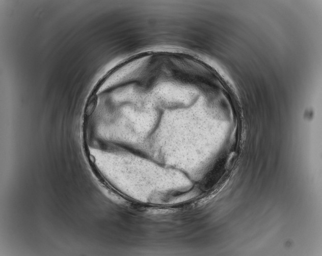 X0000099461237200805301527