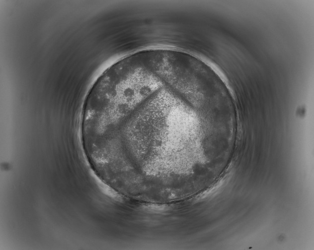 X0000099461245200805301528