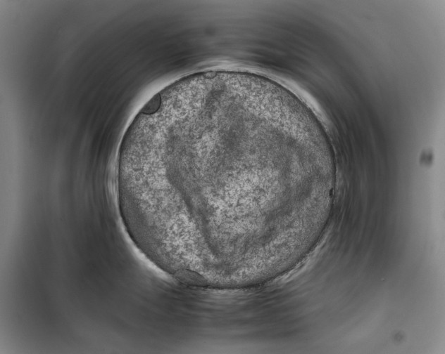 X0000099461247200805301528