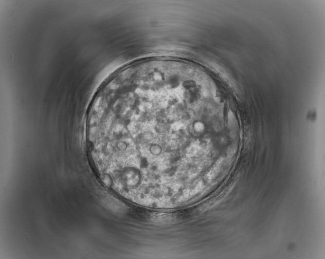 X0000099461275200805301526