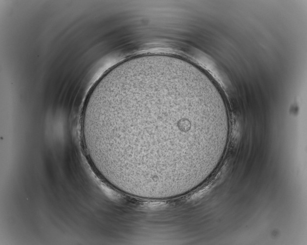 X0000099461282200805301526