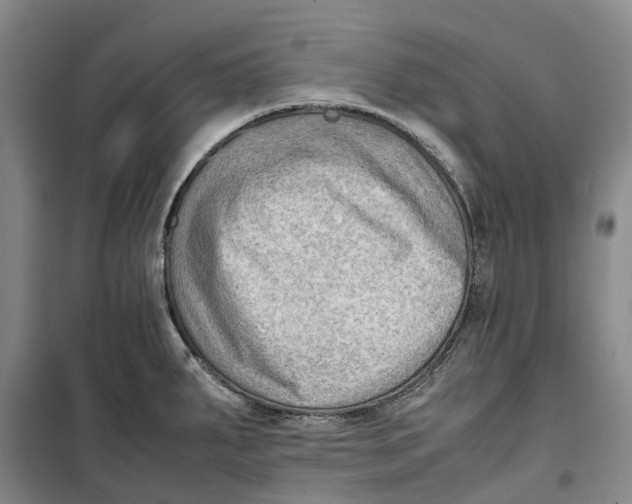 X0000099461287200805301526