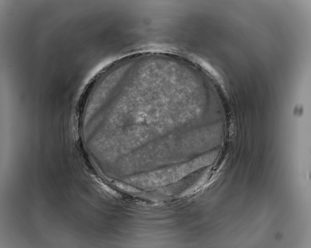 X0000099461310200805301526