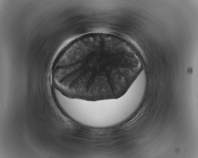 X0000099461323200805301526