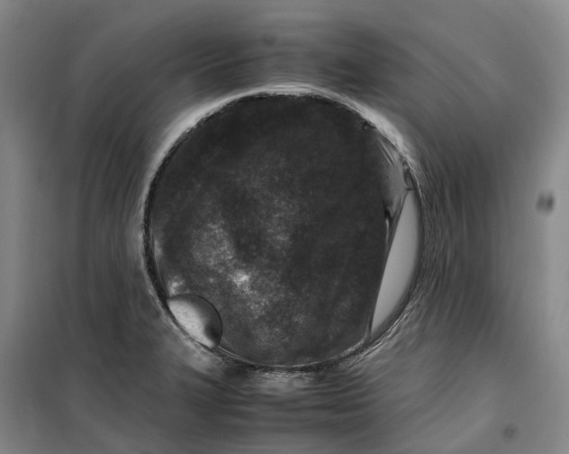 X0000099461327200805301526