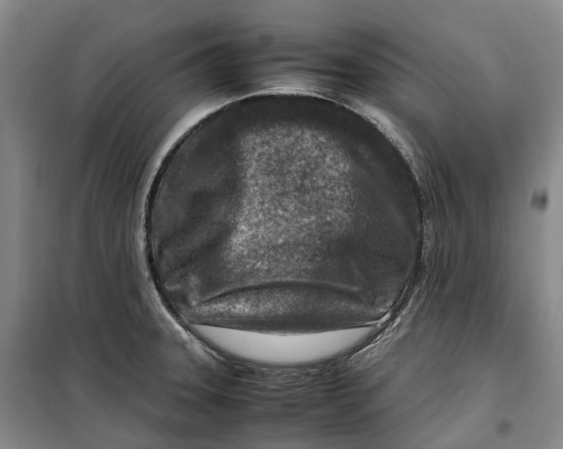 X0000099461331200805301526