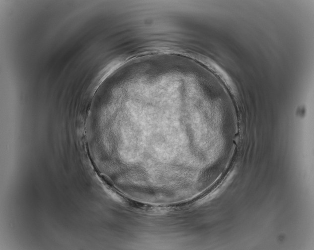 X0000099461385200805301525