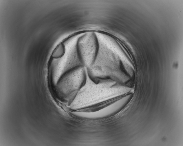 X0000099461424200805301525