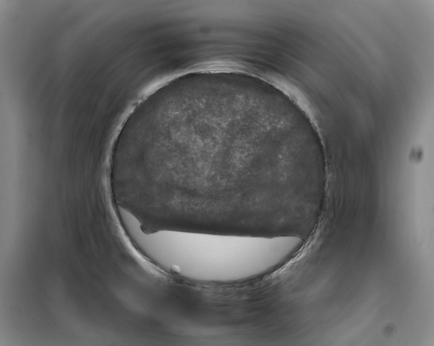 X0000099461429200805301525