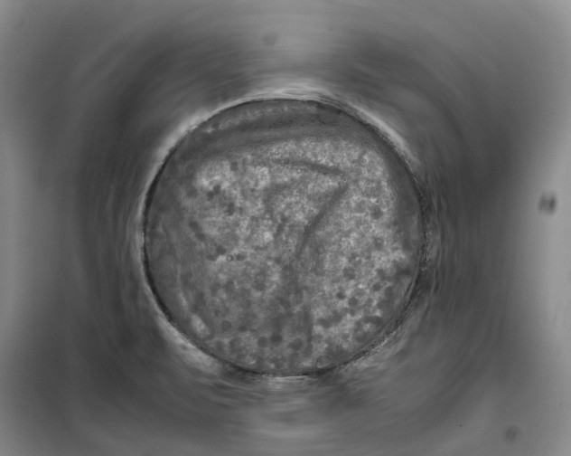 X0000099461471200805301524