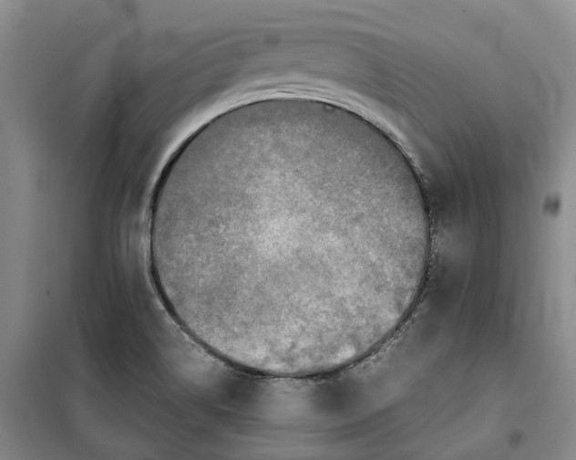 X0000099461514200805301523