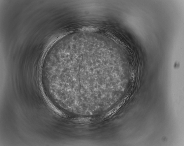 X0000099460049200806061138