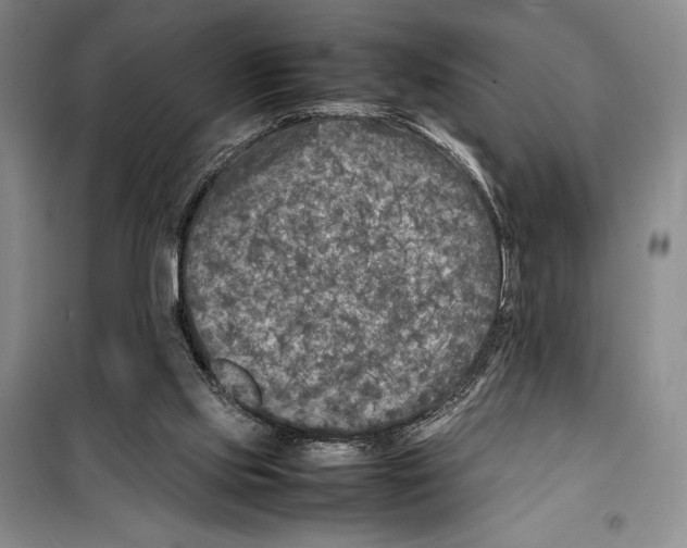 X0000099460061200806061139