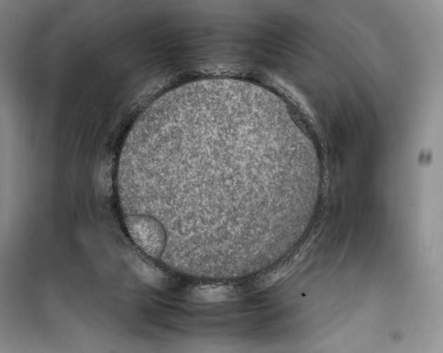 X0000099460065200806061139