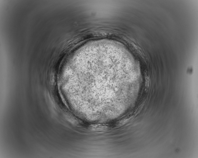 X0000099460331200806061135