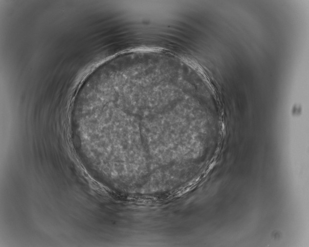 X0000099460337200806061134