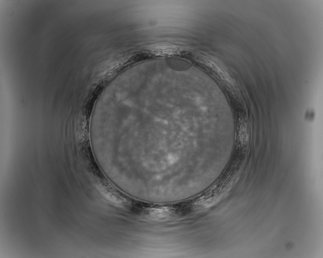 X0000099460411200806061134