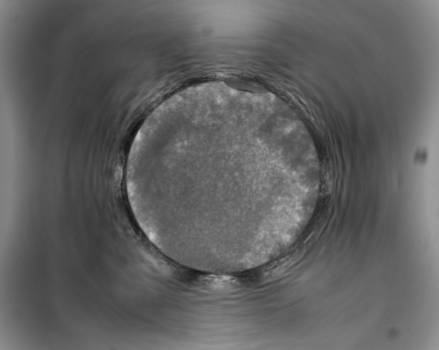 X0000099460427200806061133