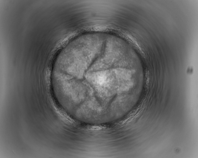 X0000099460542200806061131