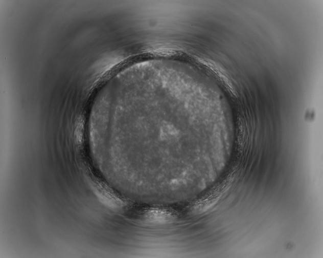 X0000099460596200806061131