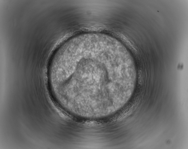 X0000099460634200806061130