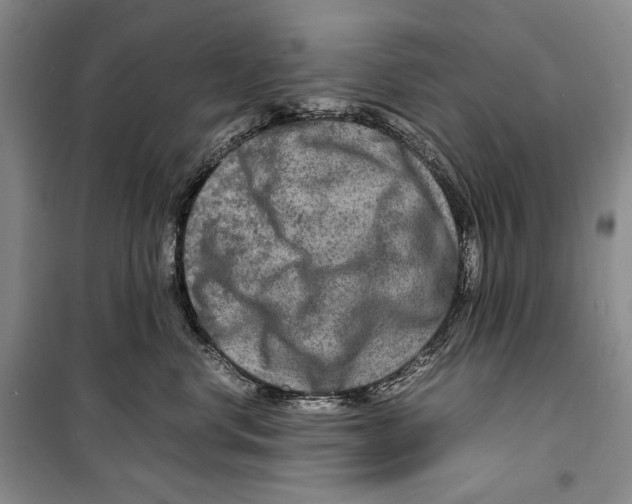 X0000099460668200806061130