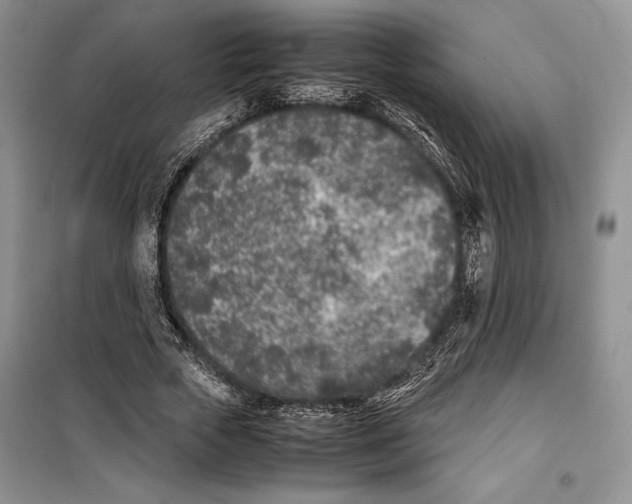 X0000099460729200806061128