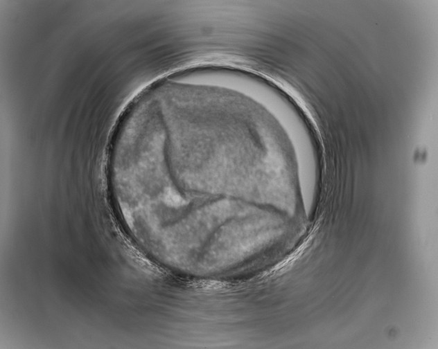 X0000099460783200806061128