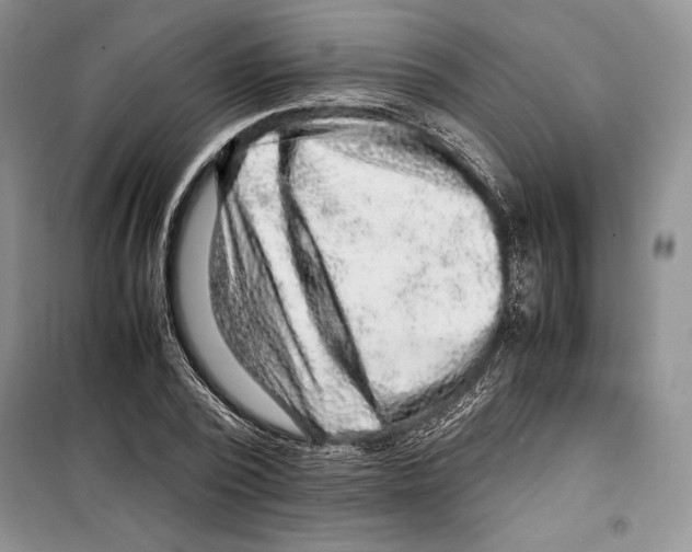 X0000099460784200806061128