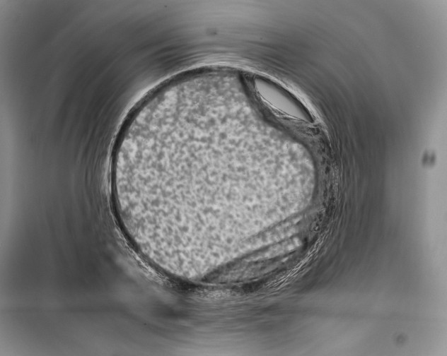 X0000099460791200806061128