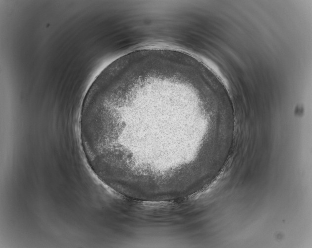 X0000099460863200806061127