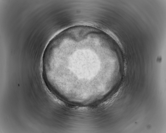 X0000099461028200806061124