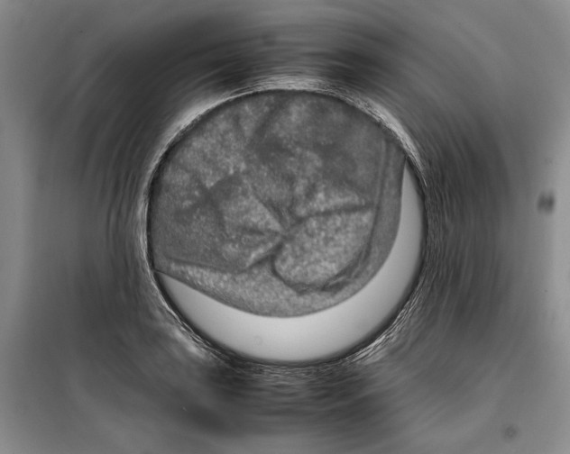 X0000099461035200806061124