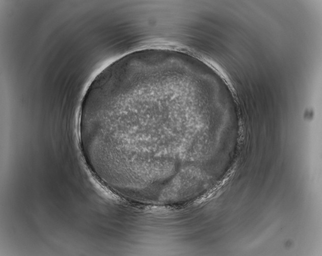 X0000099461128200806061123