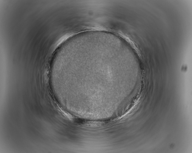 X0000099461163200806061122