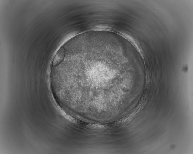 X0000099461235200806061121