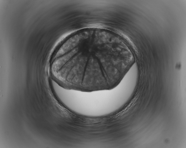 X0000099461323200806061120