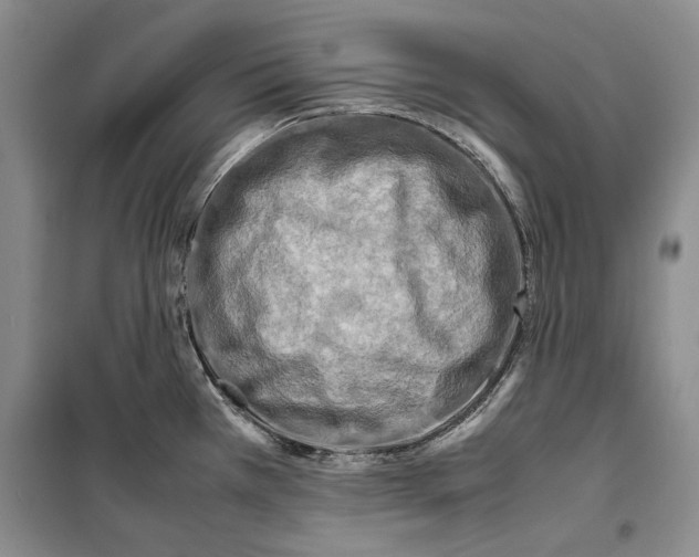 X0000099461385200806061119