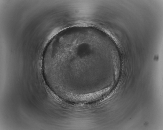 X0000099461459200806061118