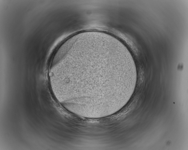 X0000099461462200806061118