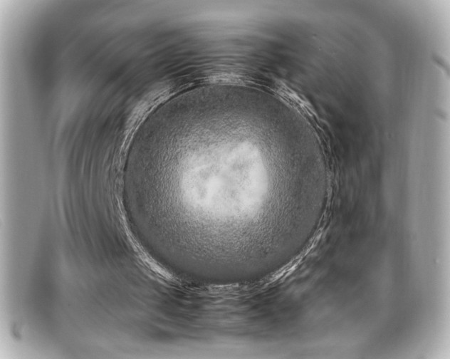 X0000099470049200805091556
