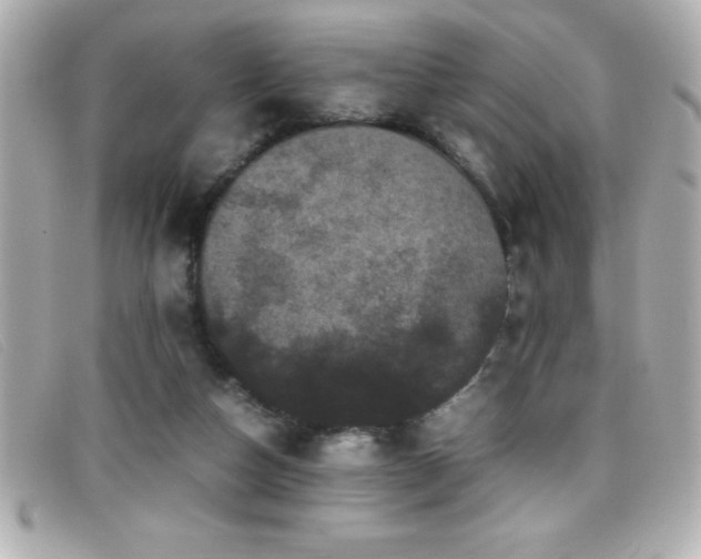 X0000099470162200805091554