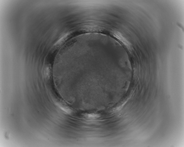 X0000099470165200805091555